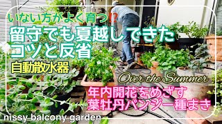 #66 いない方がよく育つ？2週間留守でも夏越しできたコツと反省/自家製採取の葉牡丹とビオラの種まき/TAKAGI自動散水機の結果