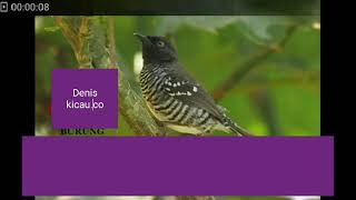 Burung prenjak Afrika gacor edun