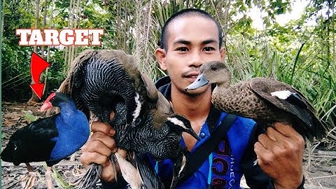 Niatnya jerat burung mandar Mala dapatnya burung belibis,burung sawah dan ruak ruak