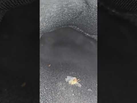 Acidentally crushed a moth inside my work boots while working #trample #feet #footfetish #bugcrush