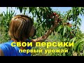 Свои персики. Первый урожай