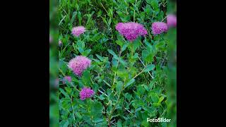 Wonderland Trail ~ Spray Park 8/22/22 Mt. Rainier National Park! Pamela Crete Hiking!