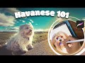 Paint and learn about Cuba&#39;s Very Own Dog Breed- The Havanese AKA &quot;Havana Silk Dog&quot;