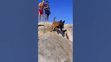 حصلت و تحشالك كلاب Plage اكسبلور Love Malinois Summer Funny بحر Beach Shark 
