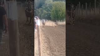 Carrera a la chilena