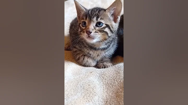 Watch the video about 5 Week Old Bengal Kittens Leave the Nest 🐾💕 First Playtime Adventures!