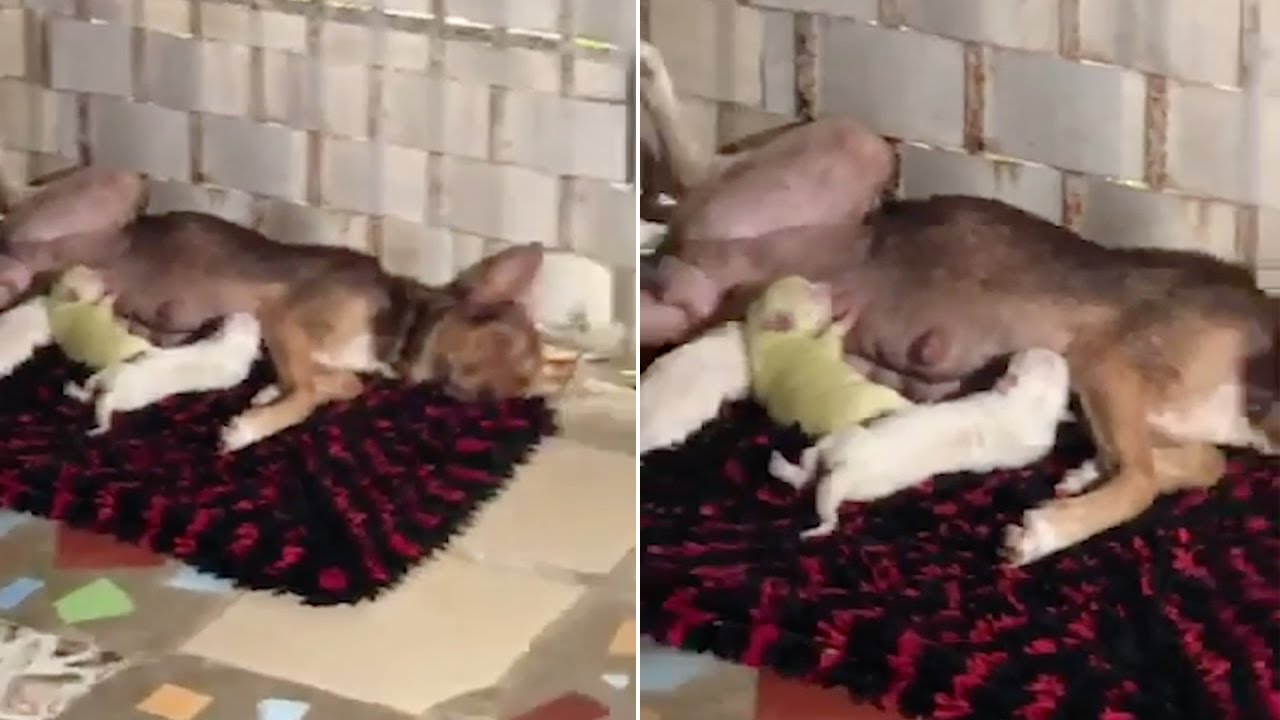 Dog Gives Birth To Green Puppy