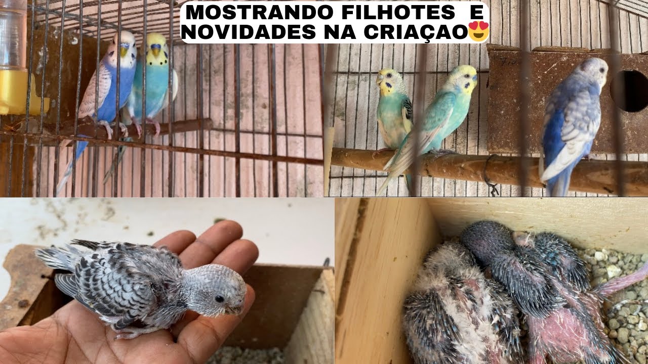 Comprei novos periquitos!  ja temos filhotes 🙏🏽🤩