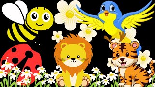 Baby Sensory: Dancing Animals | Fun and Colorful Entertainment for Babies