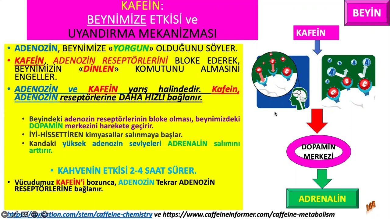KAFEİN BEYNİMİZ NASIL ETKİLER? Adenozin ve Taklitçisi Kafein