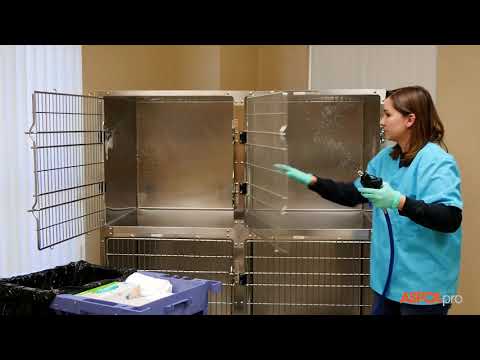 Deep Cleaning For Cat Kennels