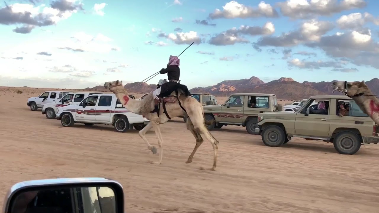 سباق ميدان الرقه بمحافظة الوجه على تبرعه مقدمه من السيد / منصور عوده الجوهري ٩/٥/١٤٣٩هـ