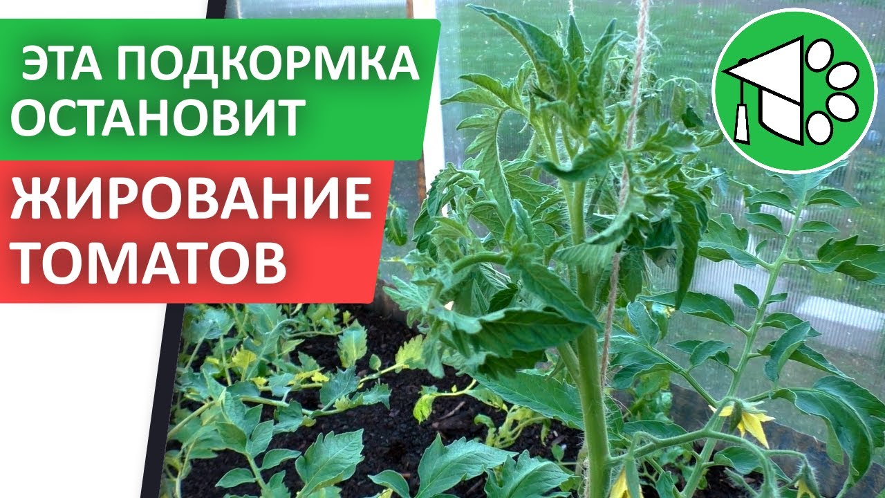 Томаты жируют в теплице чем подкормить. Жирование томатов. томаты жируют в теплице.