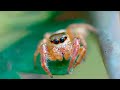 ТОП самых маленьких пауков на планете