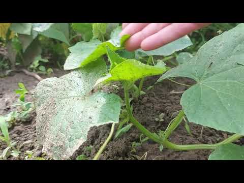 Video: Castraveți Fertilizanți: îngrășăminte Minerale și Organice
