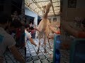 Camel Qurbaniвќ пёЏ Shorts Qurbani Camelqurbani Camel Qurbaniвќ пёЏ Shorts Qurbani Camelqurbani