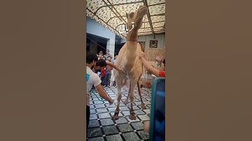 Camel Qurbani❤️ #shorts #qurbani #camelqurbani