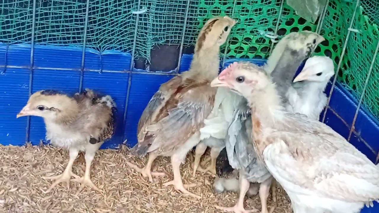 4/3/25,pakistan,thai mï, lam giông,AEOI,,,