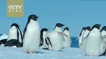150,000 penguins die after iceberg grounding