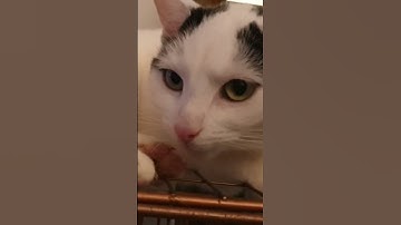 Cat high on catnip #shorts #cats #catvideo #shortsfeed #catnip