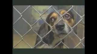 Adopt Don't Shop!