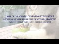 Pet Care | Dog Care - Tips For Dog Care