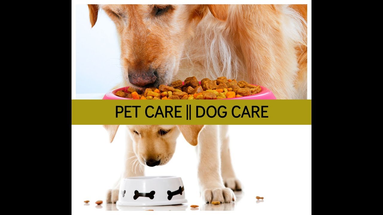 Pet Care | Dog Care – Tips For Dog Care