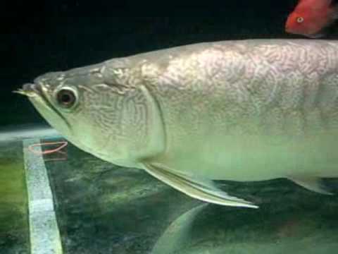 Very Rare Myanmar Arowana YouTube