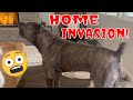 Home invasion test will my cane corso dogs protect me