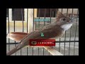 Masteran Ampuh Suara Cucak Jenggot Gemericik Air Mp3 - Mp4 Download