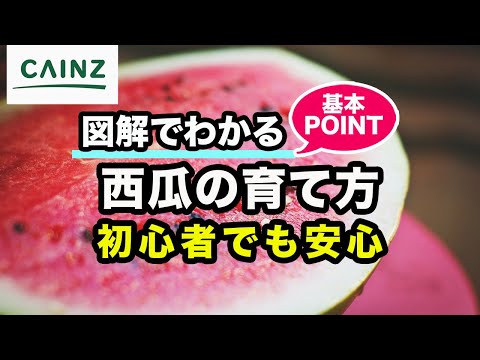 スイカの育て方｜西瓜の栽培方法【カインズ野菜栽培】