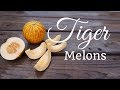 How to Grow Tiger Melons (Vertically on a Trellis)