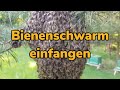 Einfangen eines Bienenschwarms