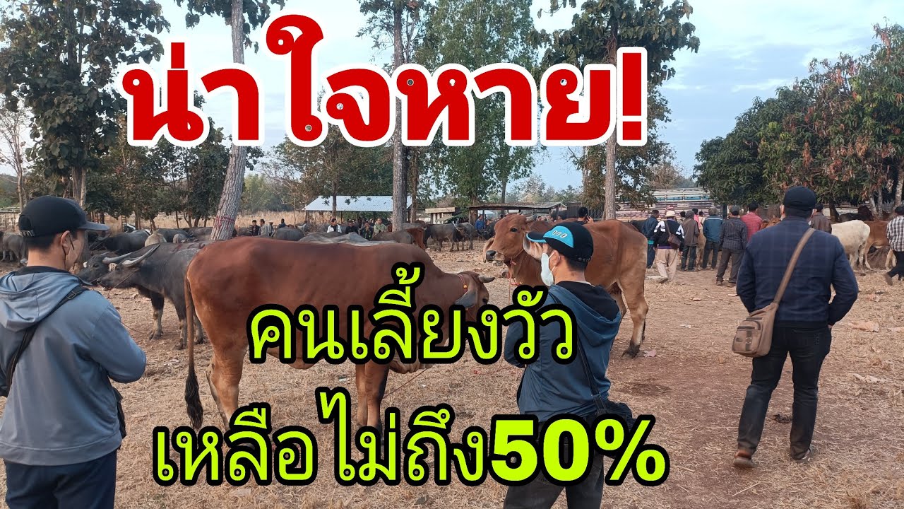 ราคาดีที่สนาม ราคาวัว พุธ 28 ม.ค.69 สนามกุดเรือคำ