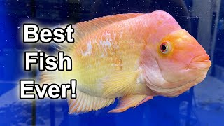 The Best Red Devil Ever - Hand Feeding and Petting my Giant Fish