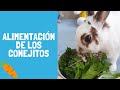 ¿Qué comen los conejos? TODO sobre la alimentación y tips 🐰🥬 Pistachio el conejito