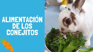 ¿Qué comen los conejos? TODO sobre la alimentación y tips  Pistachio el conejito