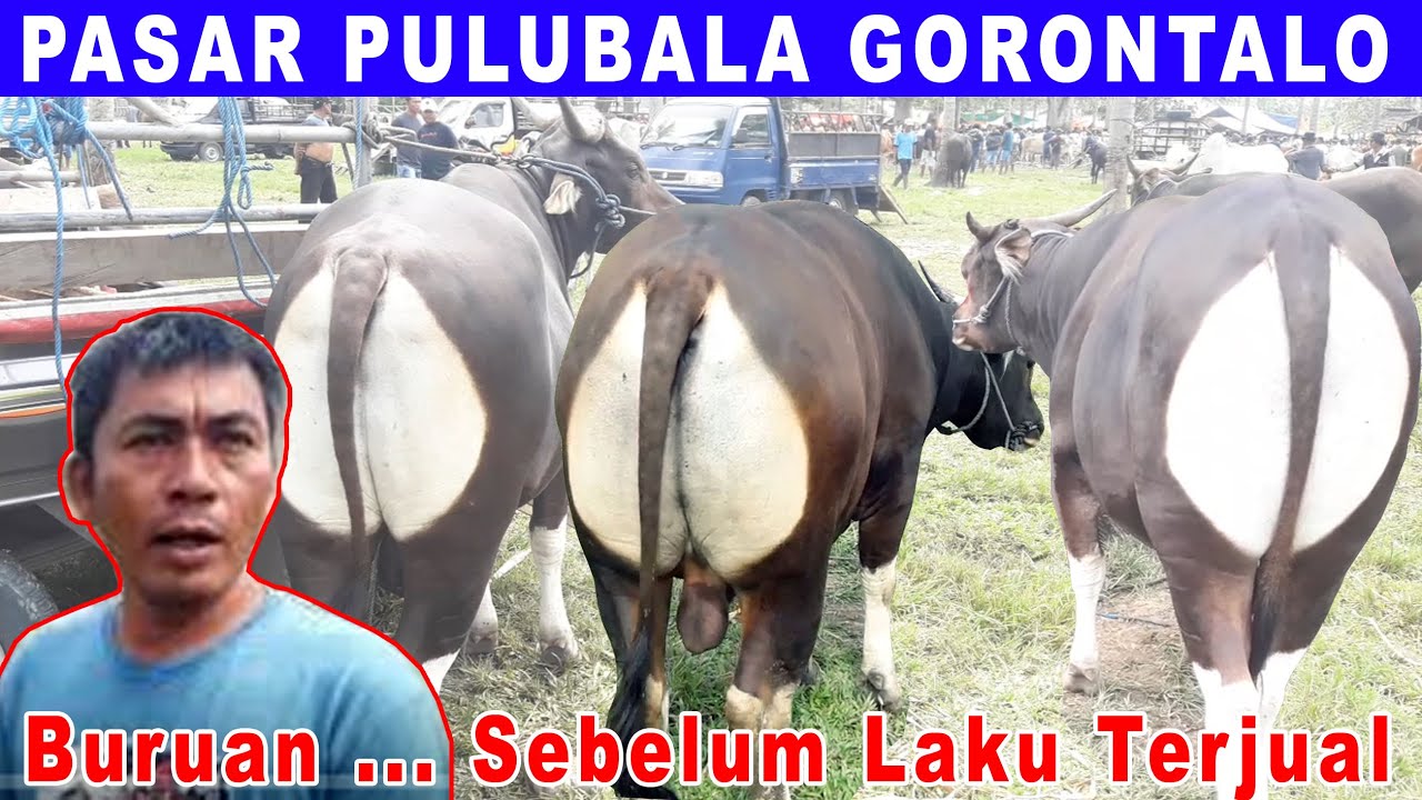 AMAZING Monster Sapi Bali | Sapi Bali Monster | Cattle Market | Sapi ...