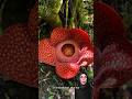si bunga bangkai raflesia arnoldi #alamliar #bunga #raflesia #hutan #tumbuhan