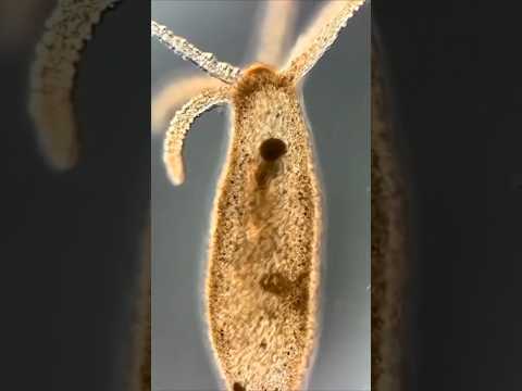 Существо, которое не может умереть от старости? 🧬 #microworld #biology