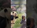 He really is too mischievous 🥰🐼 #panda #trending #cute #viral #cutepanda