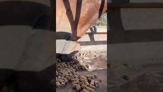 Alimentación del potro destetado
