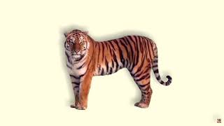 Obs Obs-Shaderfilter Versatile Dropshadow Blur Shader Download