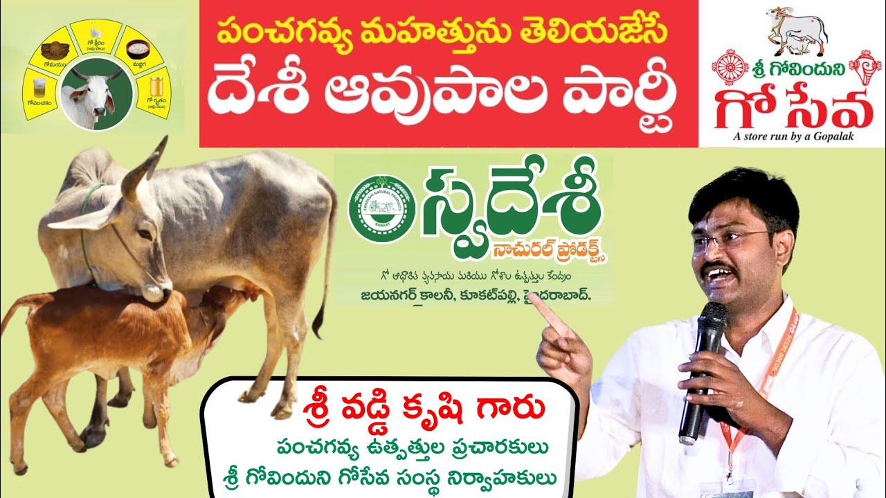 దేశీ ఆవు పాల పార్టీ || Desi Cow Milk Party|| స్వదేశీ నాచురల్ ప్రొడక్ట్స్||Vaddi krushi||KPHB