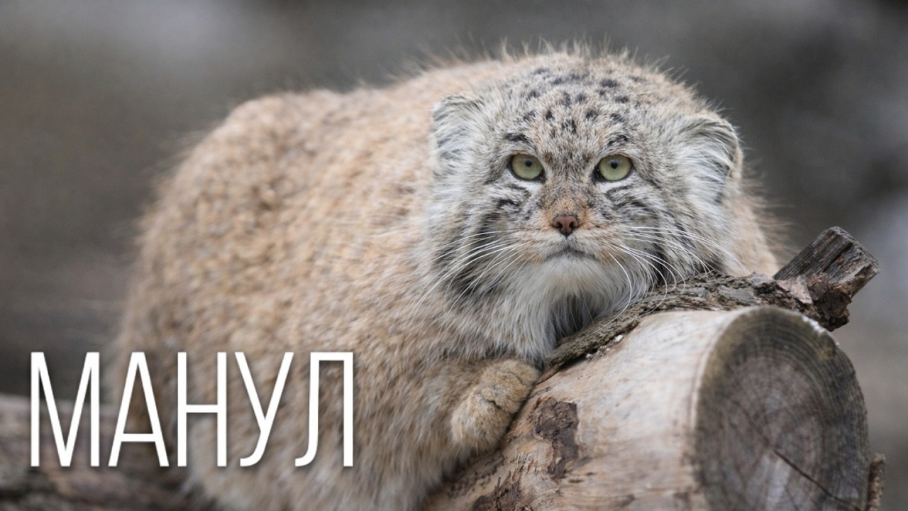 Почему манул до сих пор остаётся загадкой для учёных? Самый суровый кот Земли — тайная жизнь манула