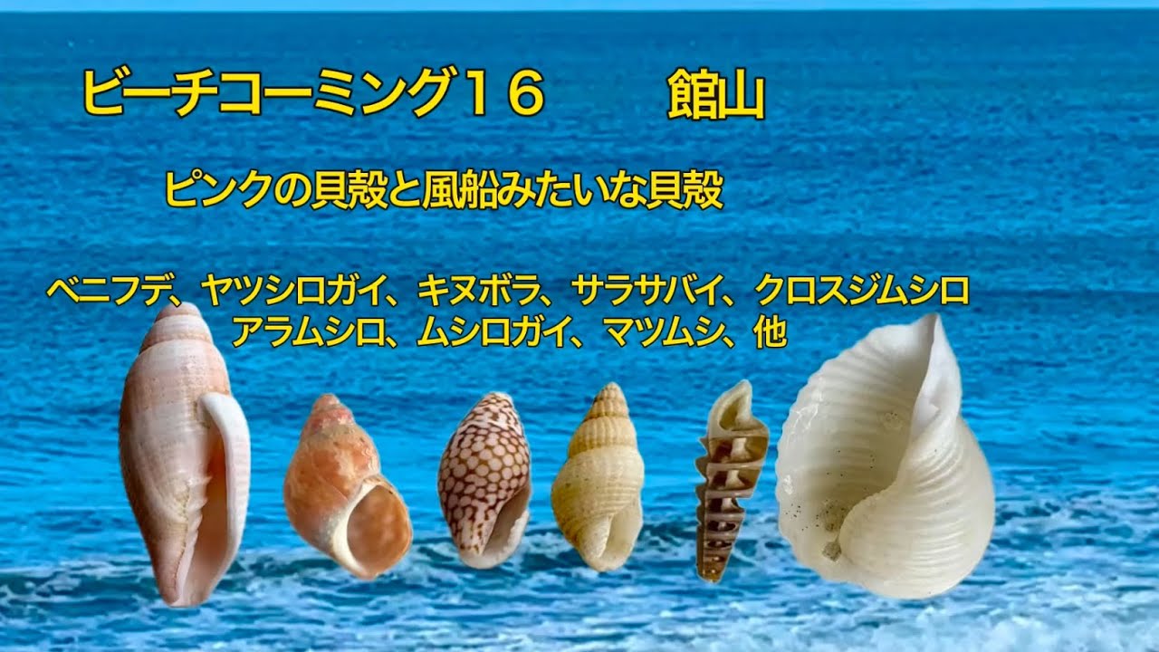 巻き貝(キリガイダマシ?)の貝殻8点セット 貝殻 ビーチコーミング品 二枚貝 maxresdefault.jpg