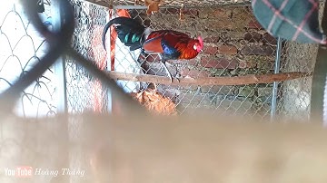 gà rừng rặc , thuần hoá gà rừng tai trắng nuôi tại nhà gáy hay | Hoàng Thắng