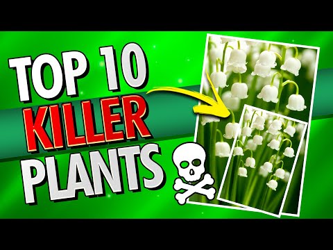 Top 10- Most Dangerous Plants
