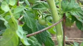Vegetable Garden & Homestead Update May 6, 2012