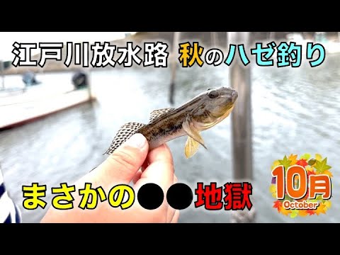 10月の江戸川放水路でハゼ釣り｜河口エリアで良型狙うもまさかの●●地獄